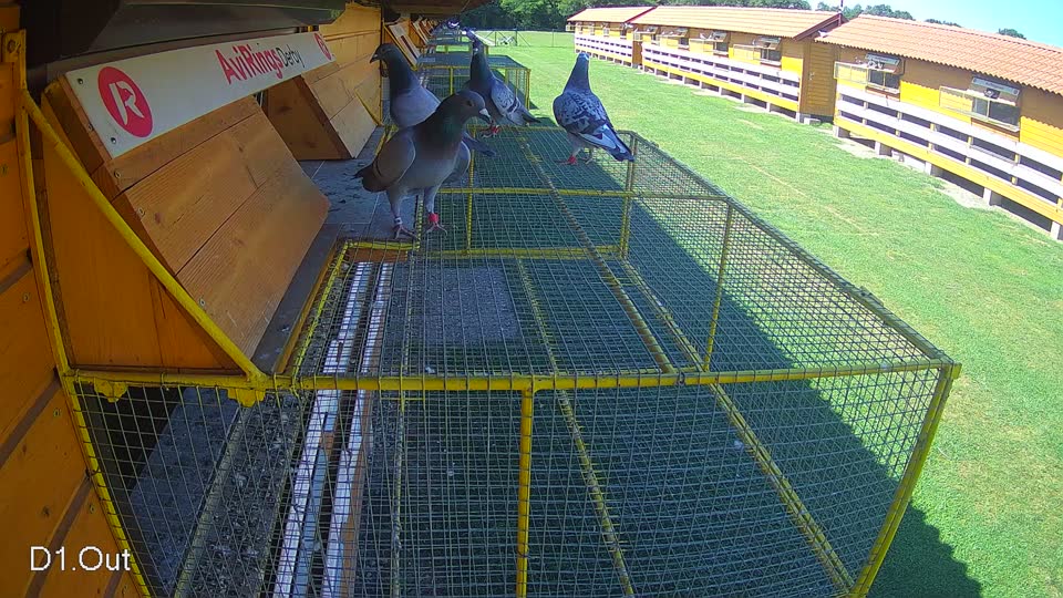 Pigeon Arrival Image For Race Race 2