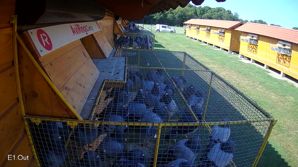 Pigeon Arrival Image For Race Race 3