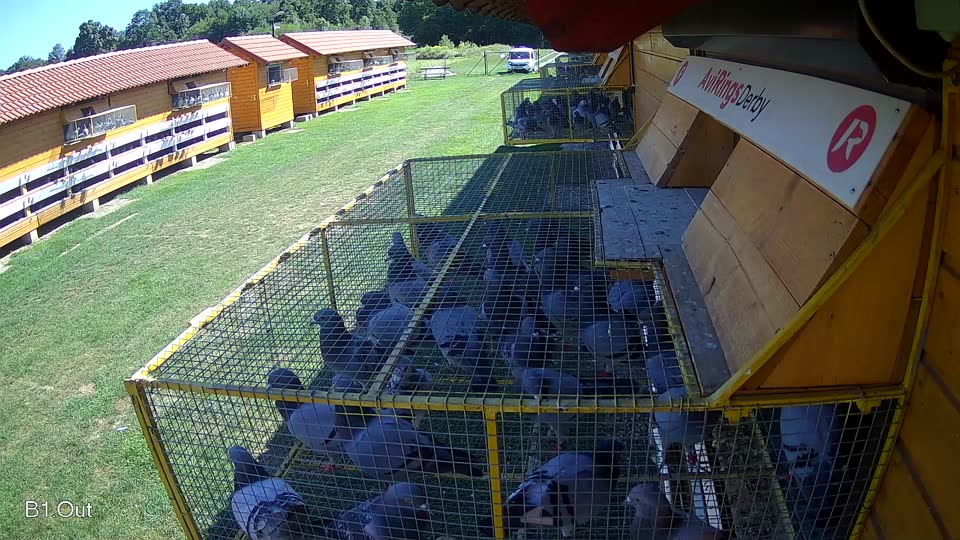 Pigeon Arrival Image For Race Race 2