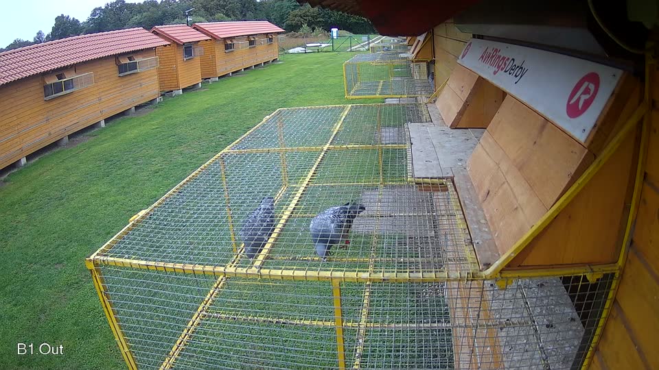Pigeon Arrival Image For Race Final race 3