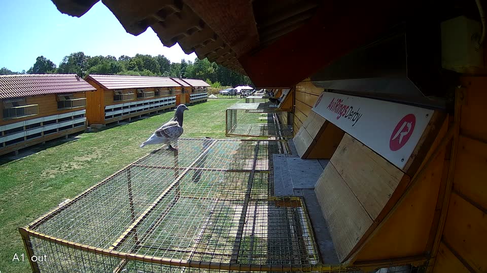 Pigeon Arrival Image For Race Race 5