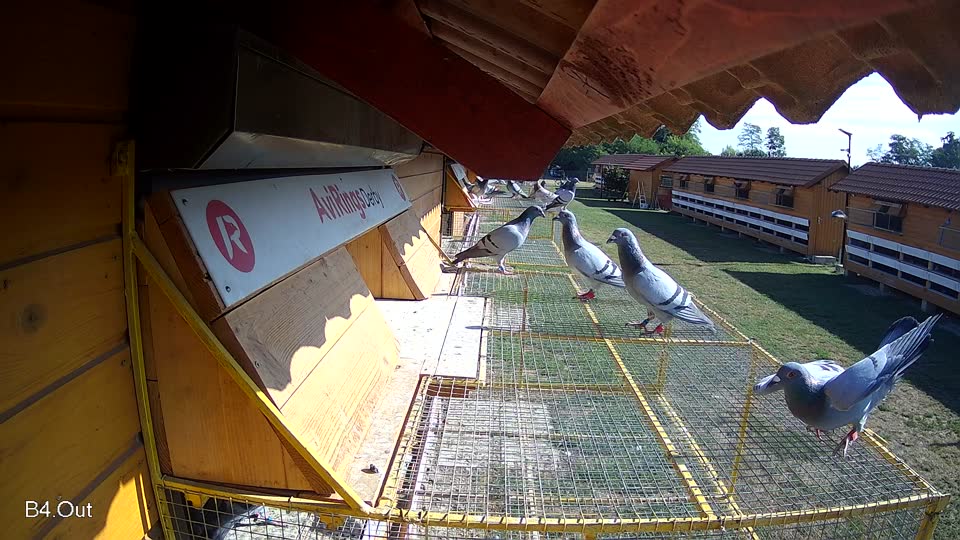 Pigeon Arrival Image For Race Race 2