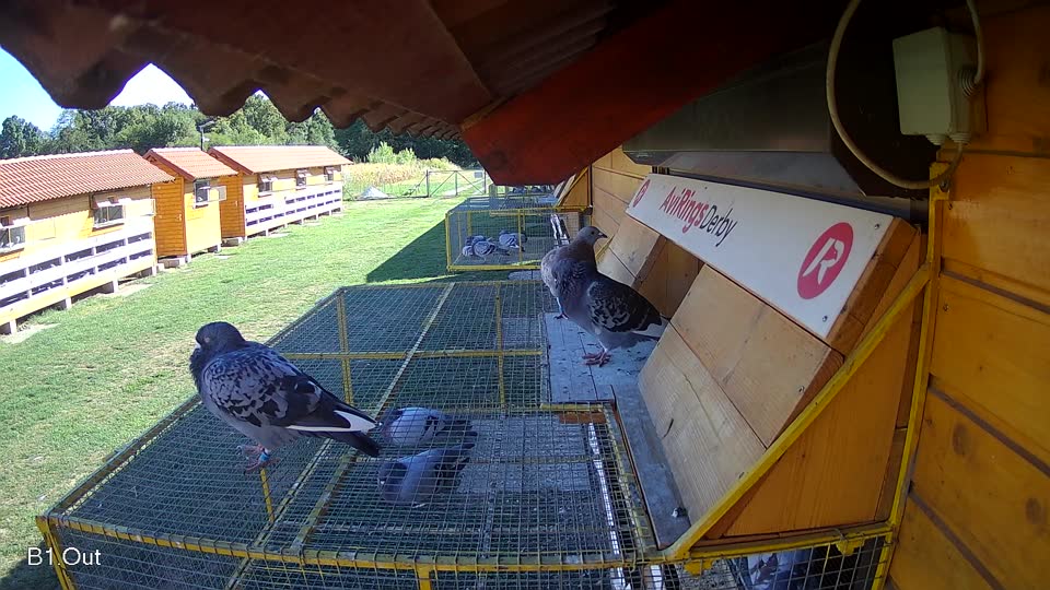 Pigeon Arrival Image For Race Race 4