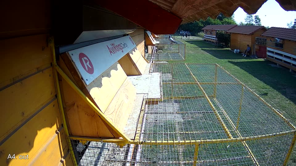 Pigeon Arrival Image For Race Race 1