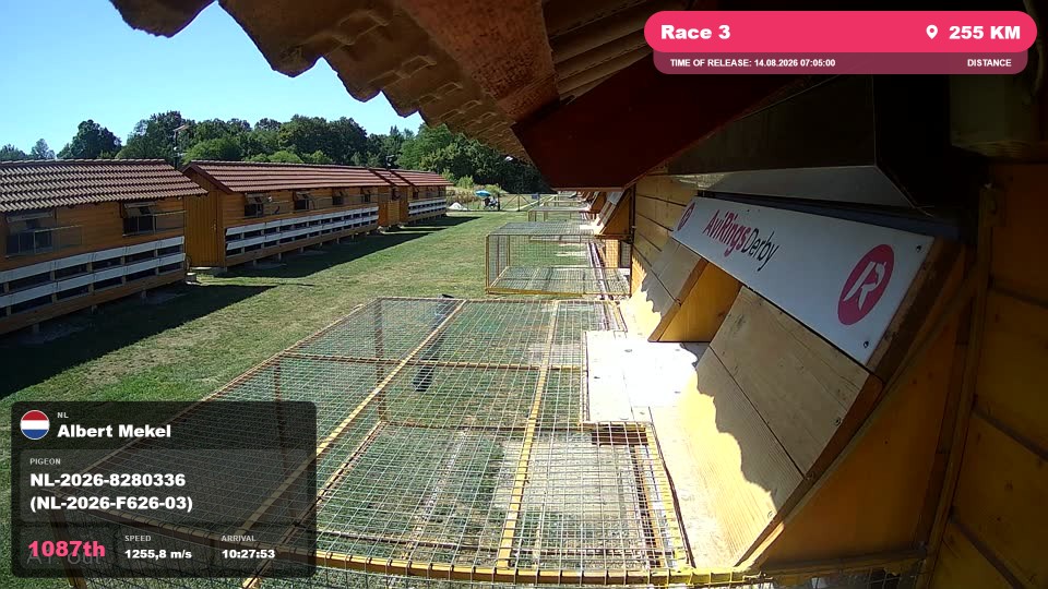 Pigeon Arrival Image For Race Race 3