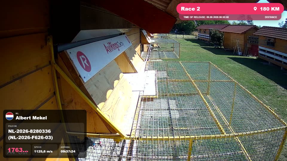 Pigeon Arrival Image For Race Race 2