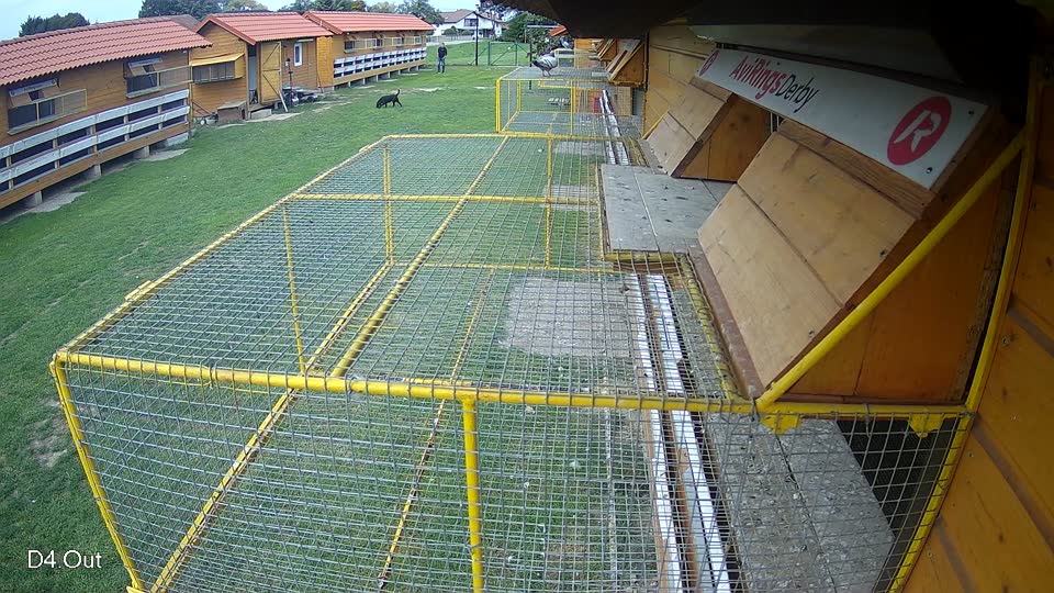 Pigeon Arrival Image For Race Final race 3