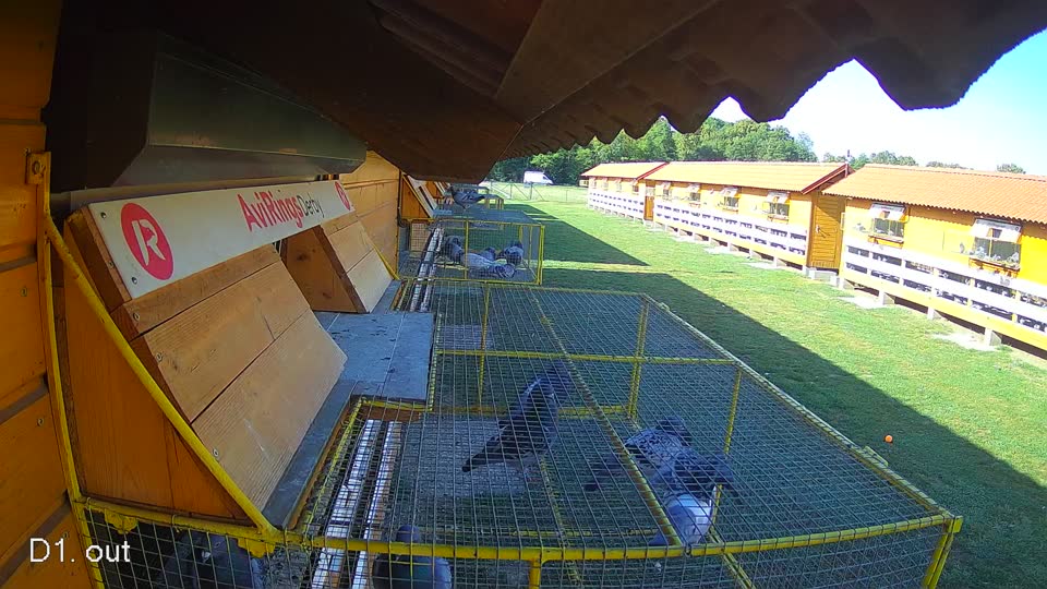 Pigeon Arrival Image For Race Race 5