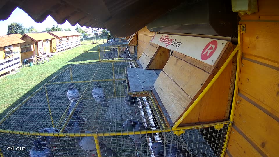 Pigeon Arrival Image For Race Race 3