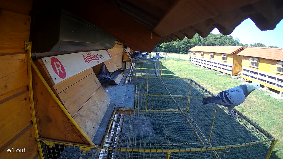 Pigeon Arrival Image For Race Race 2