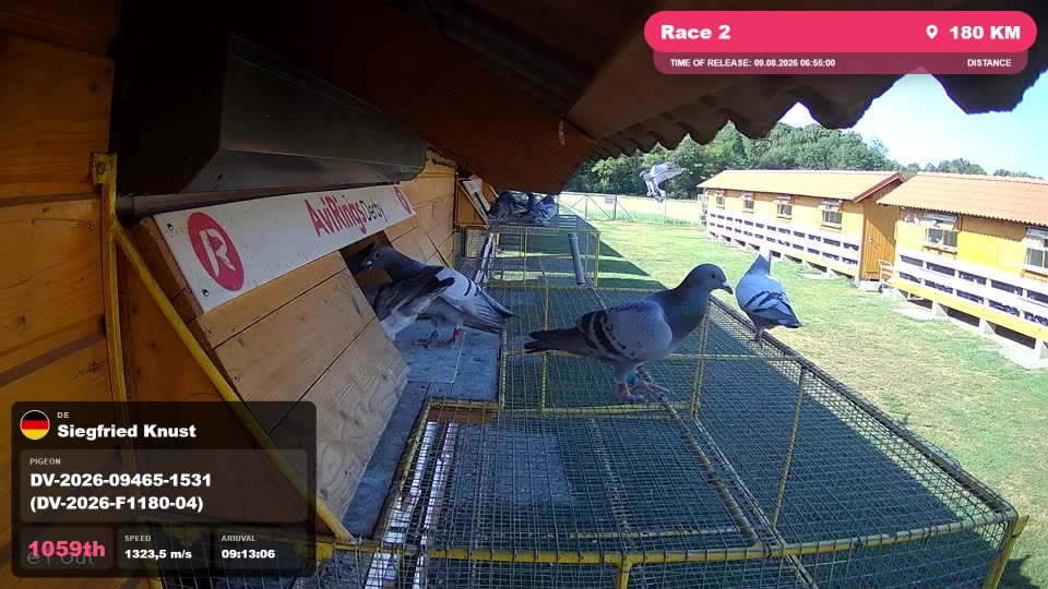 Pigeon Arrival Image For Race Race 2