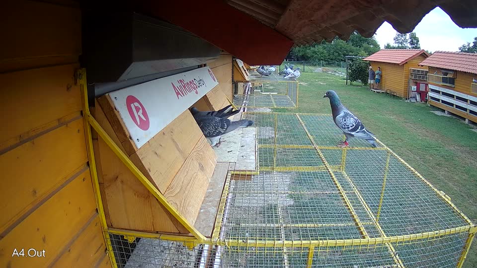 Pigeon Arrival Image For Race Race 3