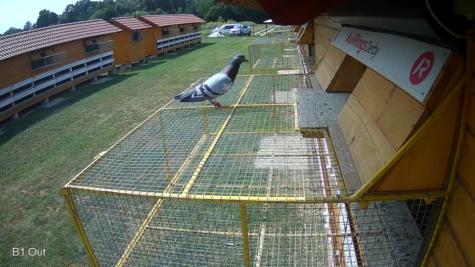 Pigeon Arrival Image For Race Race 4