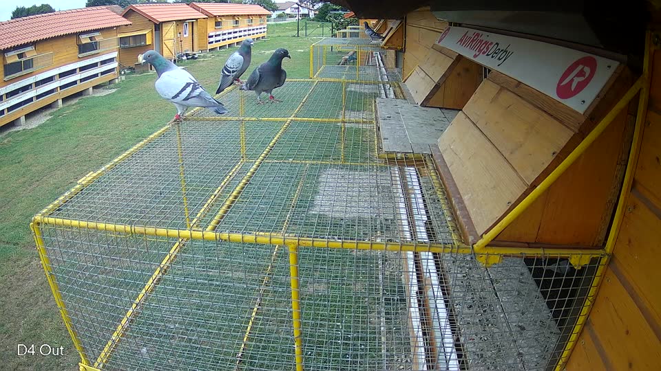 Pigeon Arrival Image For Race Race 3