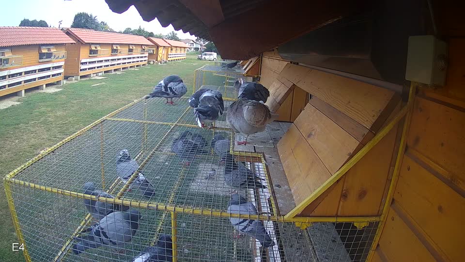 Pigeon Arrival Image For Race Race 4
