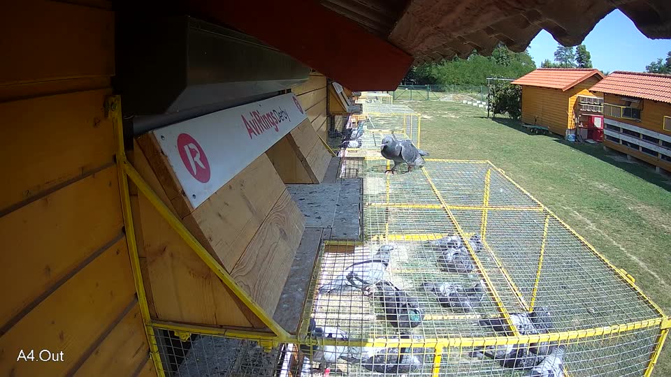 Pigeon Arrival Image For Race Race 5