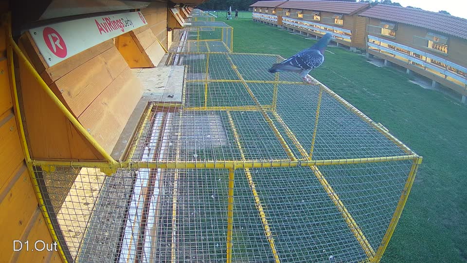 Pigeon Arrival Image For Race Race 6