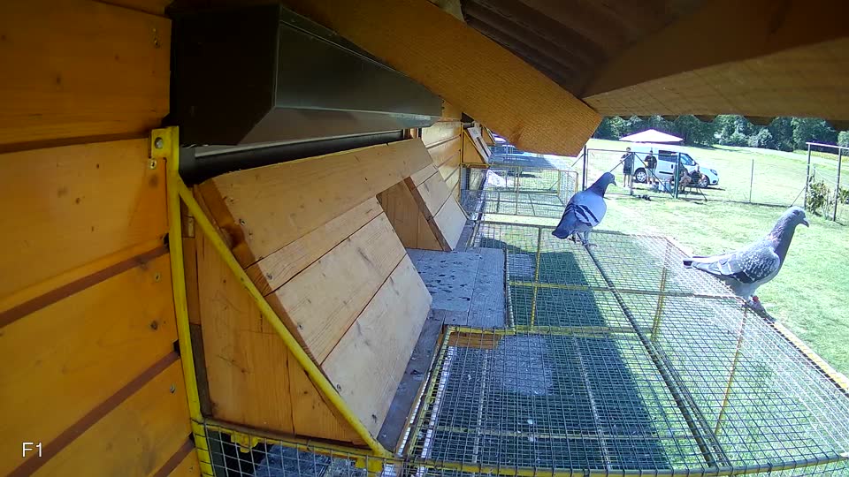 Pigeon Arrival Image For Race Race 5