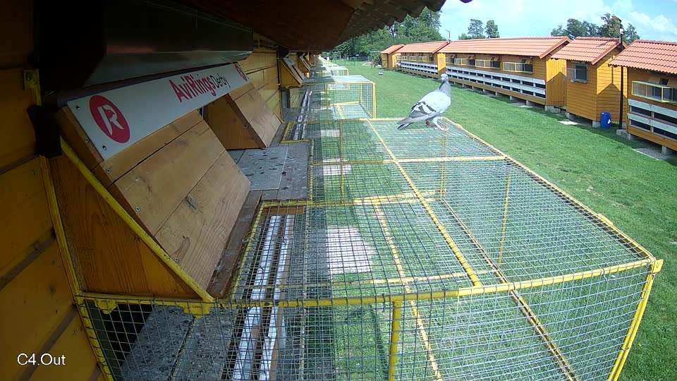 Pigeon Arrival Image For Race Race 6