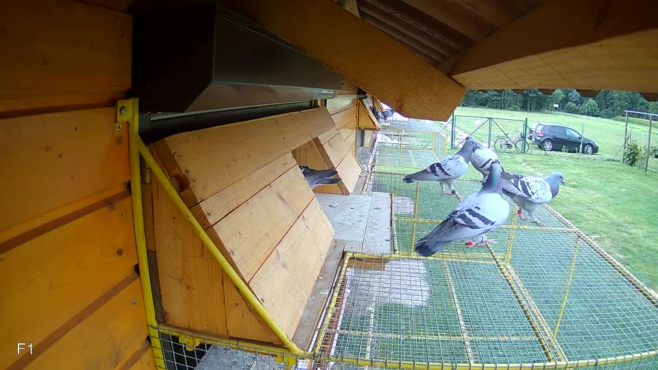 Pigeon Arrival Image For Race Race 3
