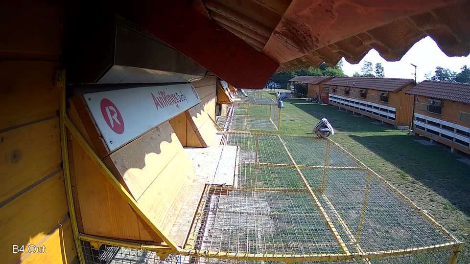 Pigeon Arrival Image For Race Race 1