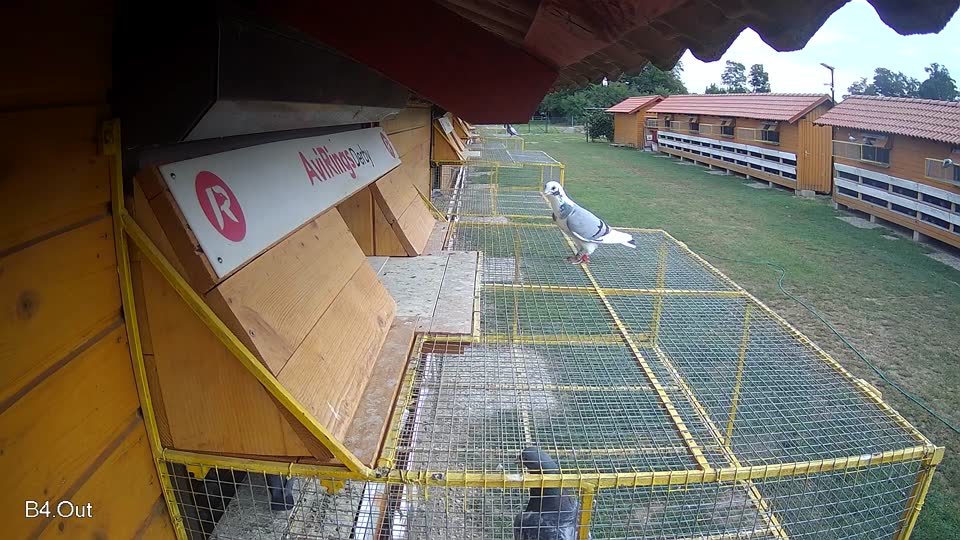 Pigeon Arrival Image For Race Race 3