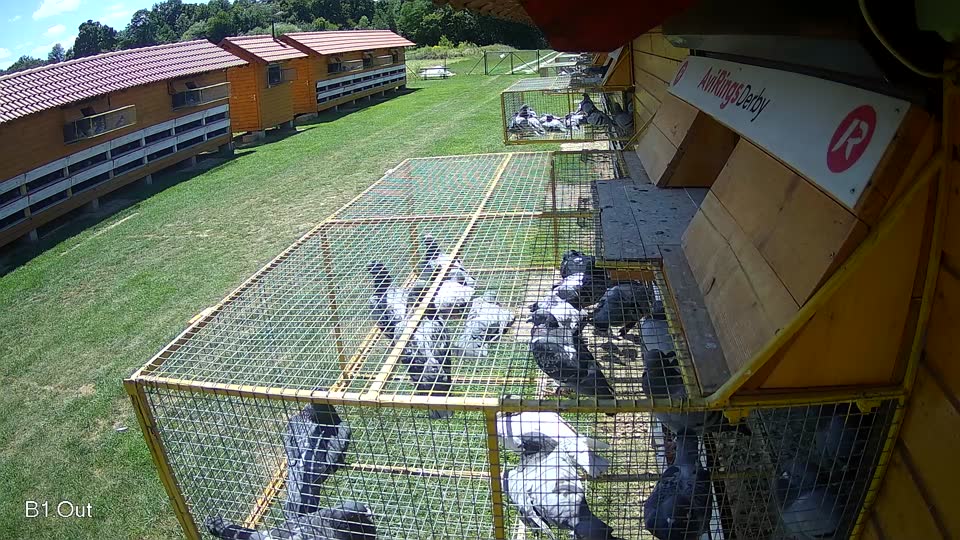 Pigeon Arrival Image For Race Race 2