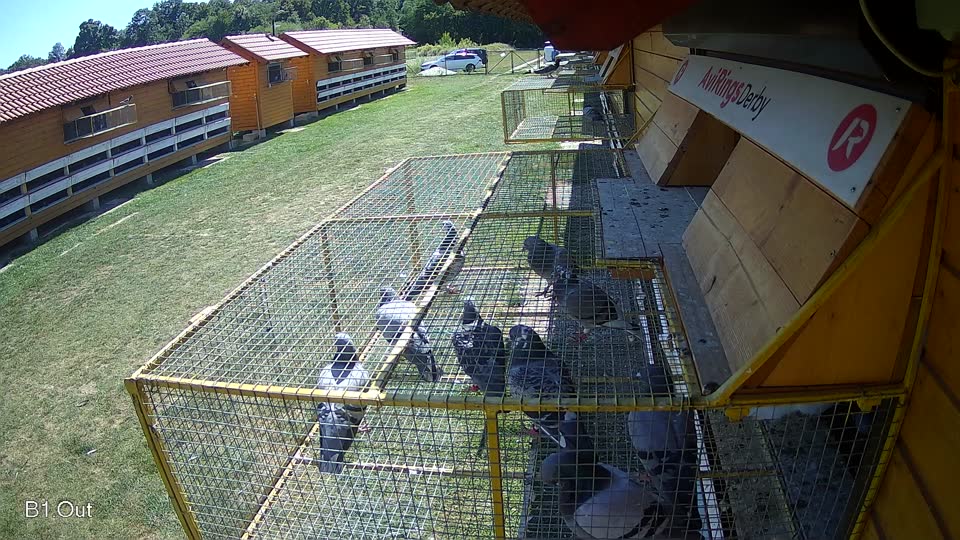 Pigeon Arrival Image For Race Race 5