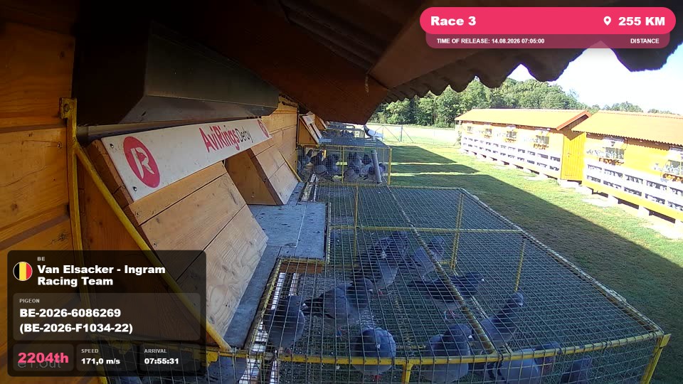 Pigeon Arrival Image For Race Race 3