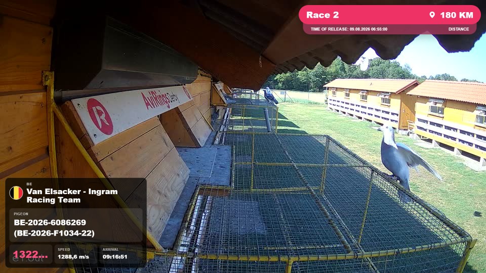 Pigeon Arrival Image For Race Race 2