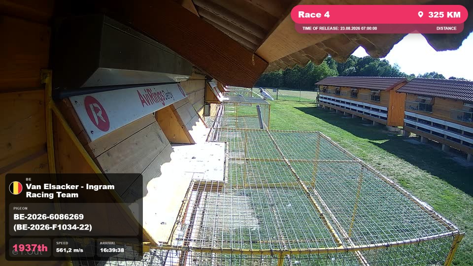Pigeon Arrival Image For Race Race 4