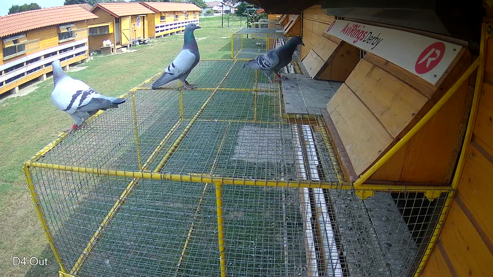 Pigeon Arrival Image For Race Race 3