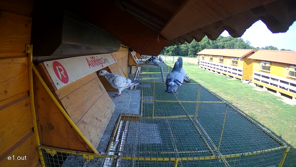 Pigeon Arrival Image For Race Race 1
