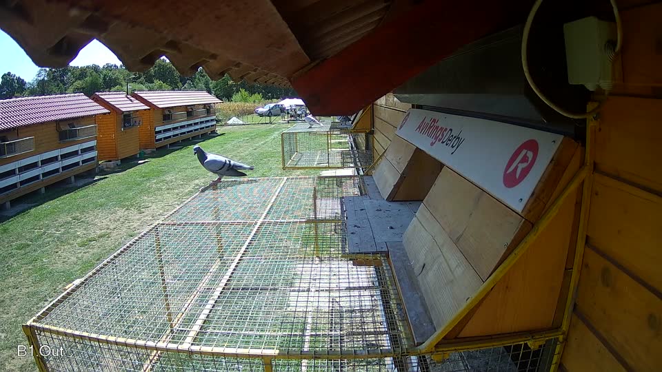 Pigeon Arrival Image For Race Race 5
