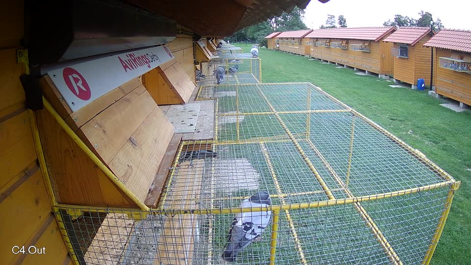 Pigeon Arrival Image For Race Race 6