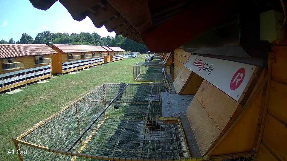 Pigeon Arrival Image For Race Race 4
