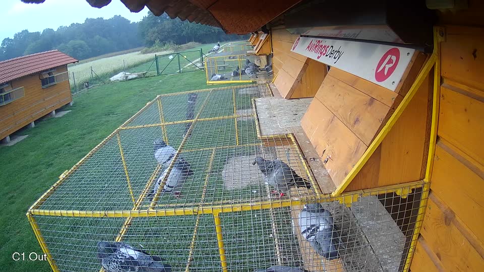 Pigeon Arrival Image For Race Final race 1