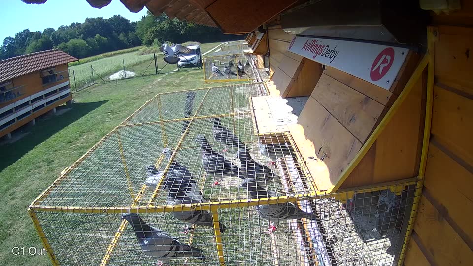 Pigeon Arrival Image For Race Race 5