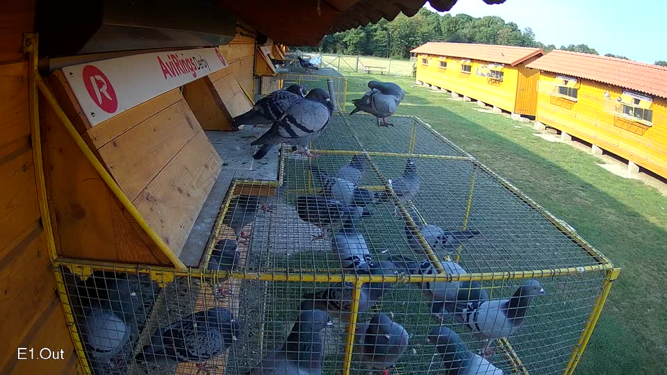 Pigeon Arrival Image For Race Race 4