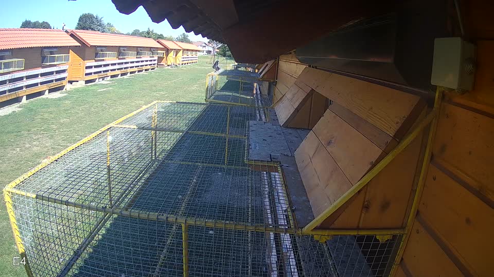 Pigeon Arrival Image For Race Race 5