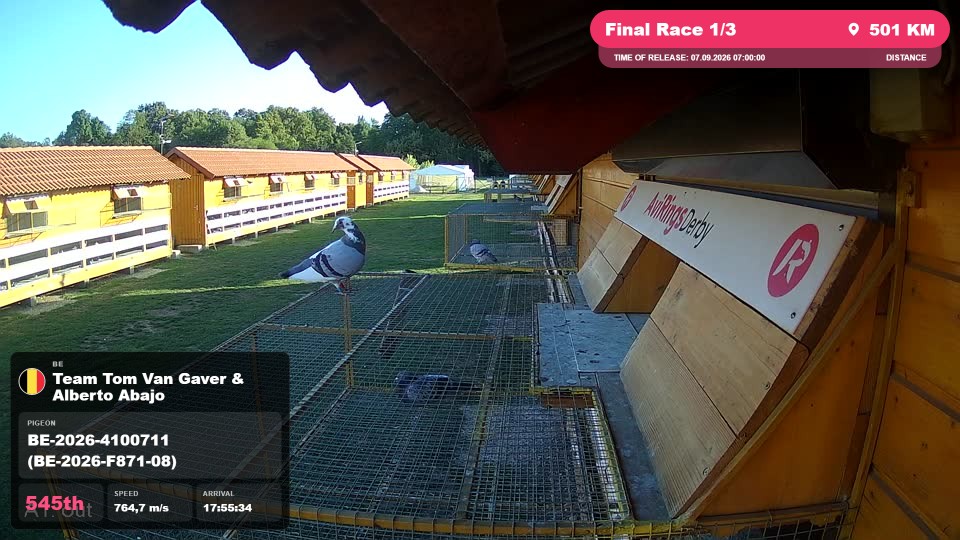 Pigeon Arrival Image For Race Final Race 1/3