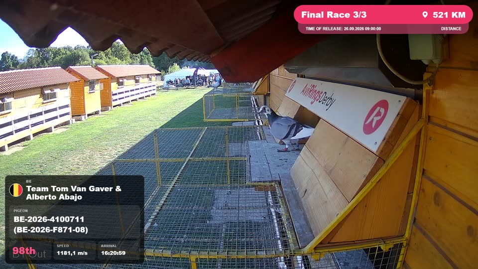 Pigeon Arrival Image For Race Final Race 3/3