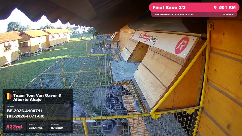 Pigeon Arrival Image For Race Final Race 2/3