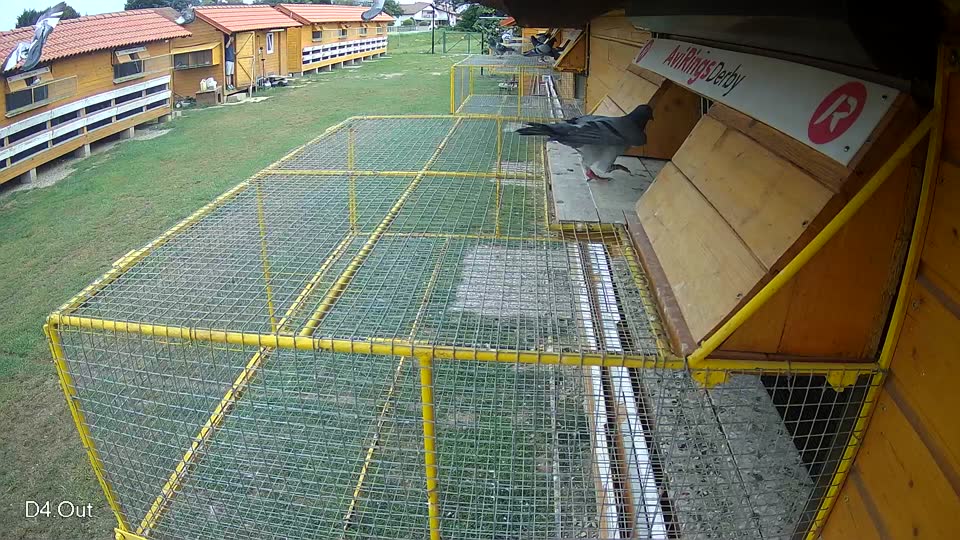 Pigeon Arrival Image For Race Race 3