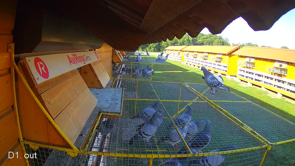 Pigeon Arrival Image For Race Race 1
