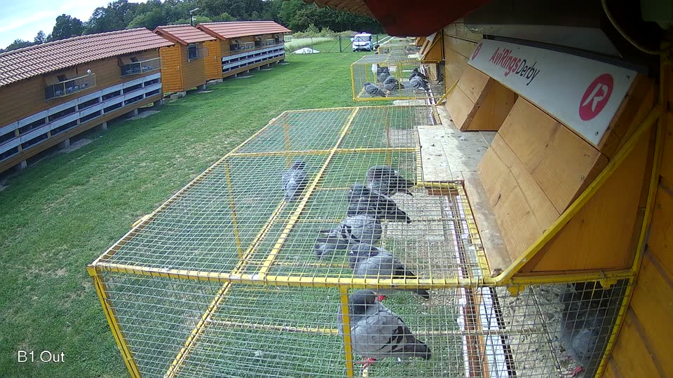 Pigeon Arrival Image For Race Race 6