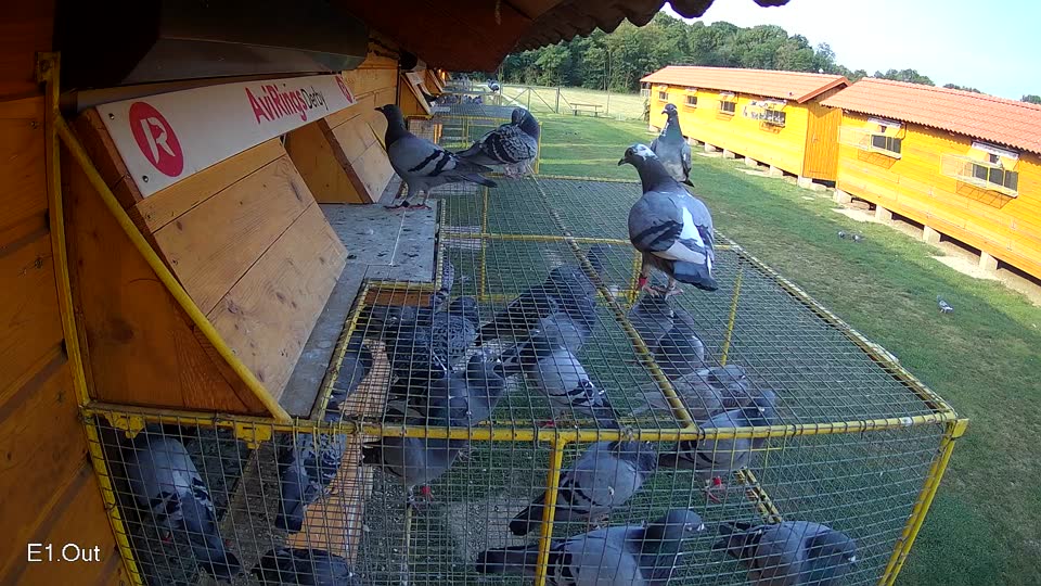 Pigeon Arrival Image For Race Race 4