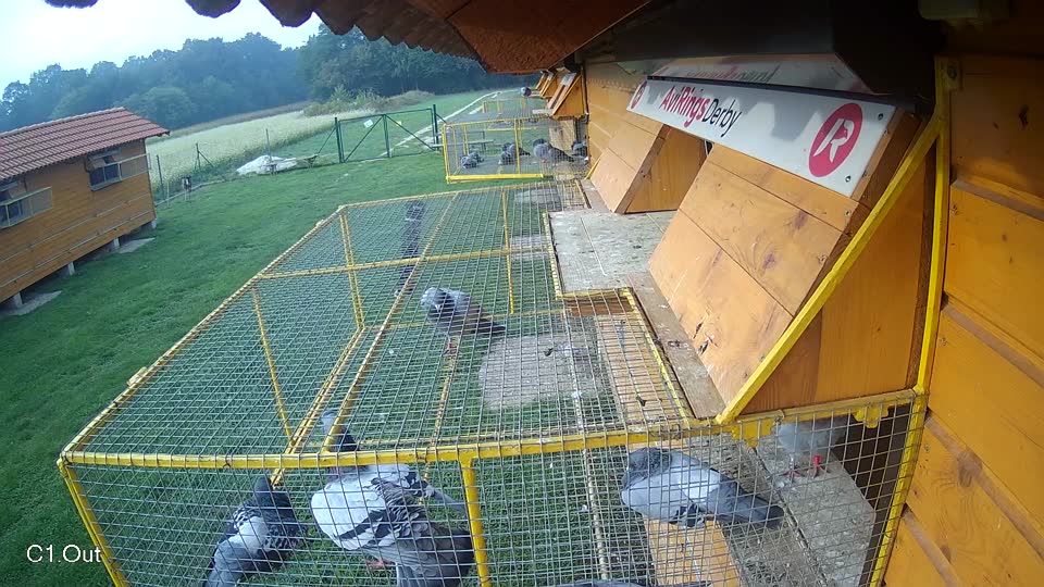 Pigeon Arrival Image For Race Final race 1