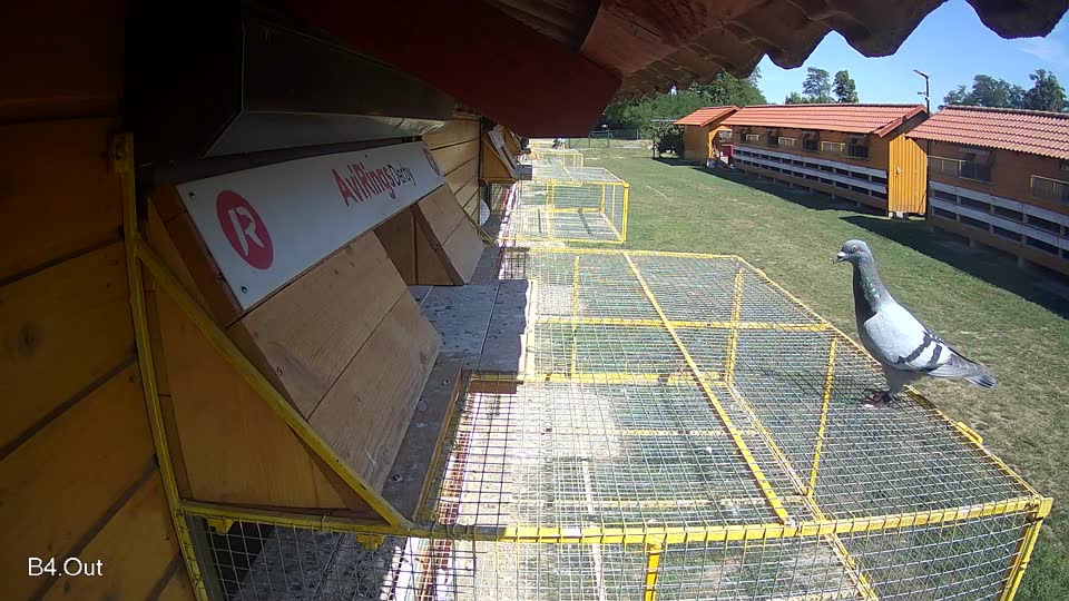 Pigeon Arrival Image For Race Race 5