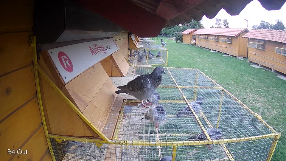 Pigeon Arrival Image For Race Race 6